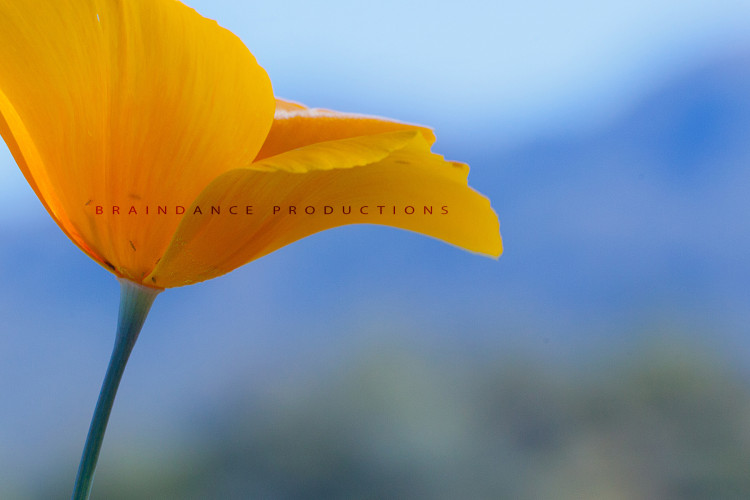 Yellow Poppy Flower Photo